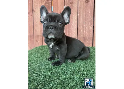 a black french bulldog dog sitting on grass